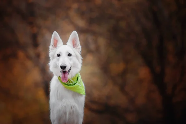 Λευκό Ελβετικό Shepherd Dog Υπαίθριο Πορτρέτο Σκύλος Πολύχρωμα Φύλλα Στη — Φωτογραφία Αρχείου