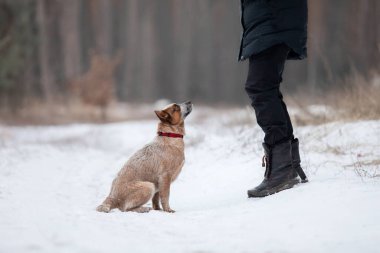 Avustralya sığır köpek yavrusu dışarıda. Kışın köpek yavrusu. Kar yağışıweather condition