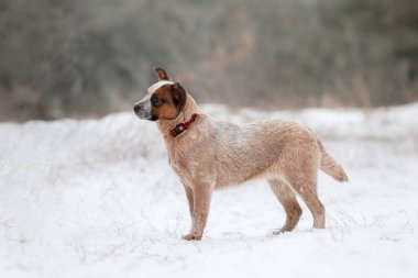 Avustralya sığır köpek yavrusu dışarıda. Kışın köpek yavrusu. Kar yağışıweather condition