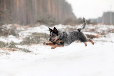 Avustralya sığır köpek yavrusu dışarıda. Kışın köpek yavrusu. Kar yağışıweather condition