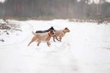 Avustralya sığır köpek yavrusu dışarıda. Kışın köpek yavrusu. Kar yağışıweather condition