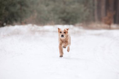 Avustralya sığır köpek yavrusu dışarıda. Kışın köpek yavrusu. Kar yağışıweather condition