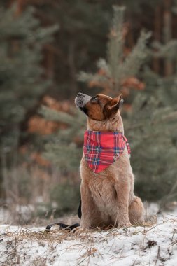 Avustralya sığır köpek yavrusu dışarıda. Kışın köpek yavrusu. Kar yağışıweather condition