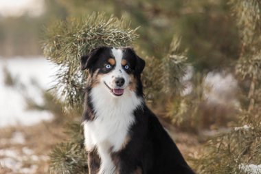 Karda minyatür Amerikan çoban köpeği. Kış manzaralı bir köpek. Minik Avustralyalı köpek.