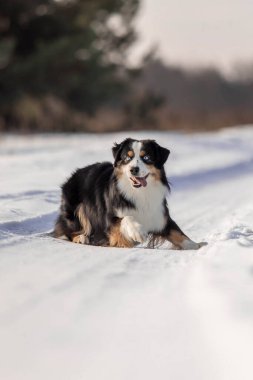 Karda minyatür Amerikan çoban köpeği. Kış manzaralı bir köpek. Minik Avustralyalı köpek.