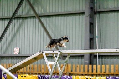 Çeviklik yarışması sırasında enerjik bir köpek çeviklik, hız ve kararlılık sergiliyor. Köpek sporu.