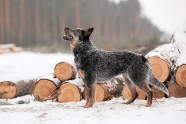 Avustralya sığır köpek yavrusu dışarıda. Kışın köpek yavrusu. Kar yağışıweather condition