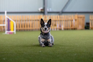 Çeviklik yarışması sırasında enerjik bir köpek çeviklik, hız ve kararlılık sergiliyor. Köpek sporu.