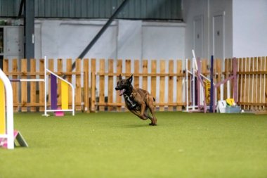 Çeviklik yarışması sırasında enerjik bir köpek çeviklik, hız ve kararlılık sergiliyor. Köpek sporu.