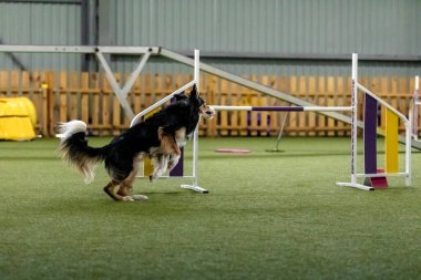 Çeviklik yarışması sırasında enerjik bir köpek çeviklik, hız ve kararlılık sergiliyor. Köpek sporu.