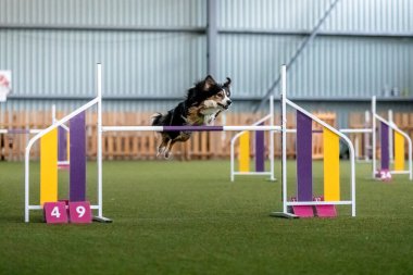 Çeviklik yarışması sırasında enerjik bir köpek çeviklik, hız ve kararlılık sergiliyor. Köpek sporu.