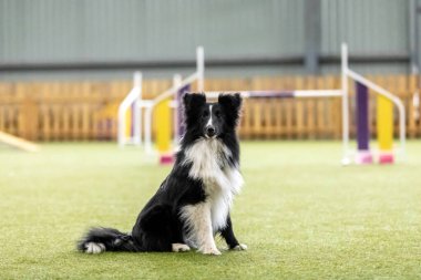 Çeviklik yarışması sırasında enerjik bir köpek çeviklik, hız ve kararlılık sergiliyor. Köpek sporu.