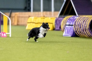 Çeviklik yarışması sırasında enerjik bir köpek çeviklik, hız ve kararlılık sergiliyor. Köpek sporu.