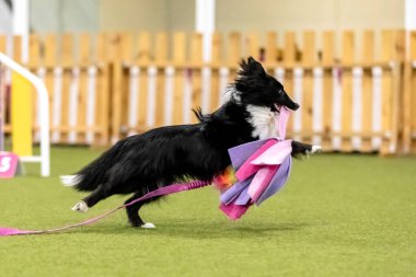 Çeviklik yarışması sırasında enerjik bir köpek çeviklik, hız ve kararlılık sergiliyor. Köpek sporu.
