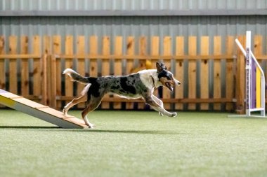 Çeviklik yarışması sırasında enerjik bir köpek çeviklik, hız ve kararlılık sergiliyor. Köpek sporu.