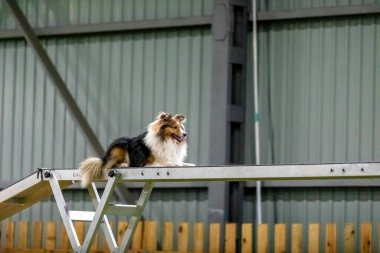 Çeviklik yarışması sırasında enerjik bir köpek çeviklik, hız ve kararlılık sergiliyor. Köpek sporu.