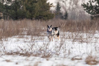 Karda oynayan iki çoban köpeği. Kış köpekleri. Avustralya sığır köpek cinsi. Minyatür Amerikan çoban köpeği.