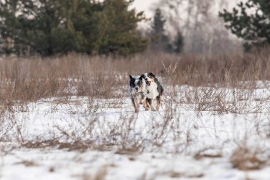 Karda oynayan iki çoban köpeği. Kış köpekleri. Avustralya sığır köpek cinsi. Minyatür Amerikan çoban köpeği.