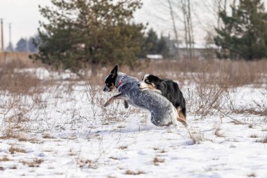 Karda oynayan iki çoban köpeği. Kış köpekleri. Avustralya sığır köpek cinsi. Minyatür Amerikan çoban köpeği.
