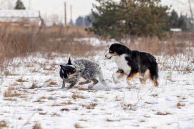 Karda oynayan iki çoban köpeği. Kış köpekleri. Avustralya sığır köpek cinsi. Minyatür Amerikan çoban köpeği.