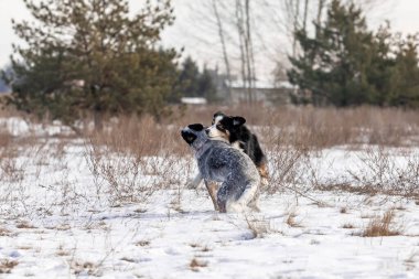 Karda oynayan iki çoban köpeği. Kış köpekleri. Avustralya sığır köpek cinsi. Minyatür Amerikan çoban köpeği.