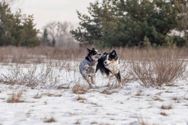 Karda oynayan iki çoban köpeği. Kış köpekleri. Avustralya sığır köpek cinsi. Minyatür Amerikan çoban köpeği.