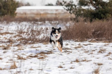 Karda minyatür Amerikan çoban köpeği. Kış manzaralı bir köpek. Minik Avustralyalı köpek.
