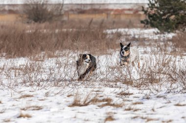 Karda oynayan iki çoban köpeği. Kış köpekleri. Avustralya sığır köpek cinsi. Minyatür Amerikan çoban köpeği.