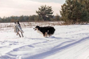 Karda oynayan iki çoban köpeği. Kış köpekleri. Avustralya sığır köpek cinsi. Minyatür Amerikan çoban köpeği.