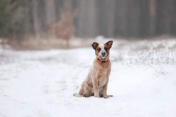 Австралийская Собака Щенок Открытом Воздухе Щенок Зимой Снегопад — стоковое фото