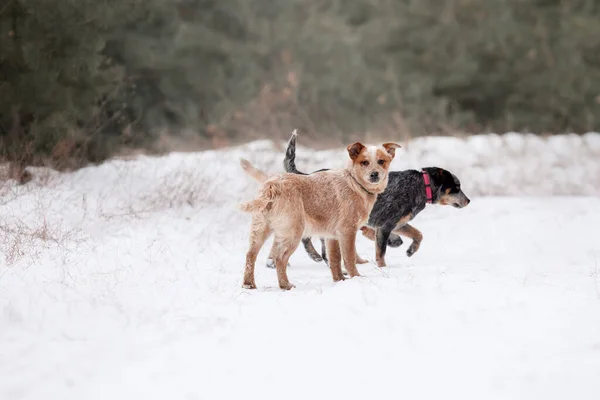 Австралийская Собака Щенок Открытом Воздухе Щенок Зимой Снегопад — стоковое фото