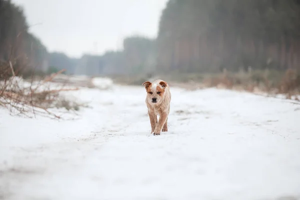 Australian cattle dog puppy outdoor. Puppy in winter. Snowfall