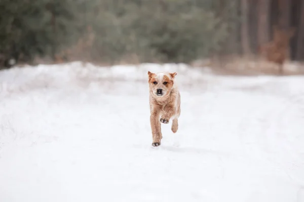 Cachorro Ganado Australiano Aire Libre Cachorro Invierno Nieve — Foto de Stock