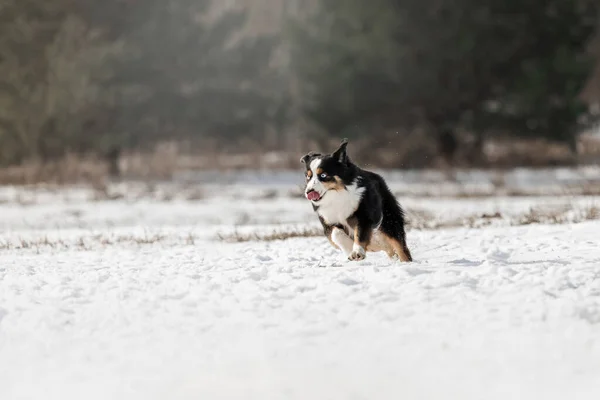 Miniaturní Americký Ovčák Sněhu Pes Zimní Krajině Mini Aussie Pes — Stock fotografie