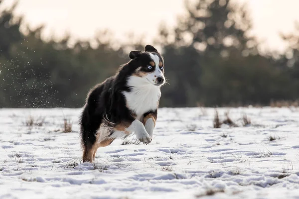 Miniaturní Americký Ovčák Sněhu Pes Zimní Krajině Mini Aussie Pes — Stock fotografie