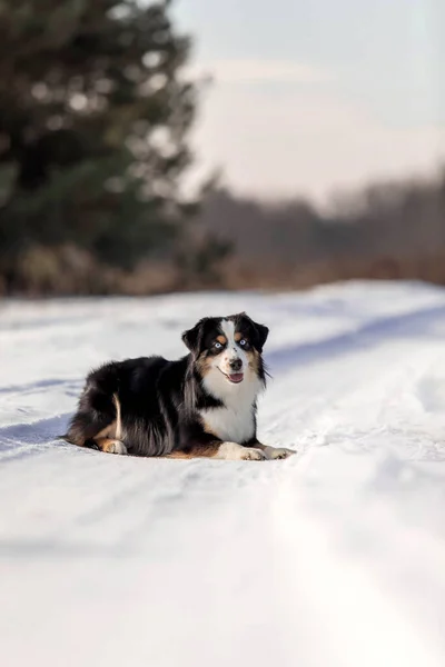 Miniature American Shepherd dog in the snow. Dog in winter landscape. Mini aussie dog
