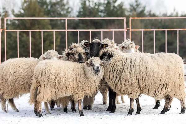 stock image Snowy winter scene with a flock of  sheep. Winter landscape. Countryside