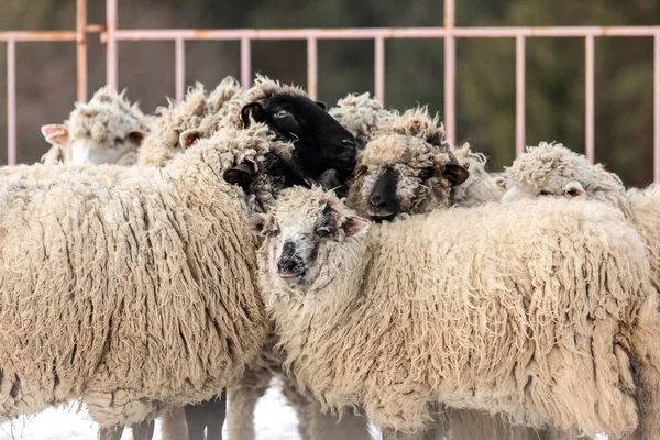 Bir Koyun Sürüsüyle Karlı Kış Sahnesi Kış Manzarası Kırsal — Stok fotoğraf