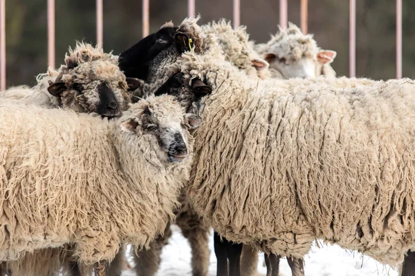 Bir Koyun Sürüsüyle Karlı Kış Sahnesi Kış Manzarası Kırsal — Stok fotoğraf