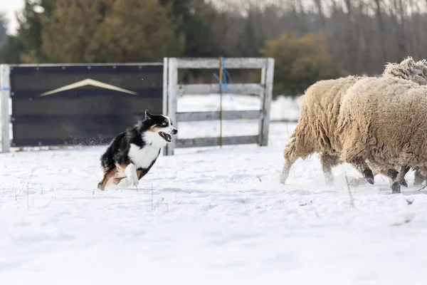 Australian Shepherd Dog Pastoreando Grupo Ovejas Capacidad Trabajo Raza Canina — Foto de Stock