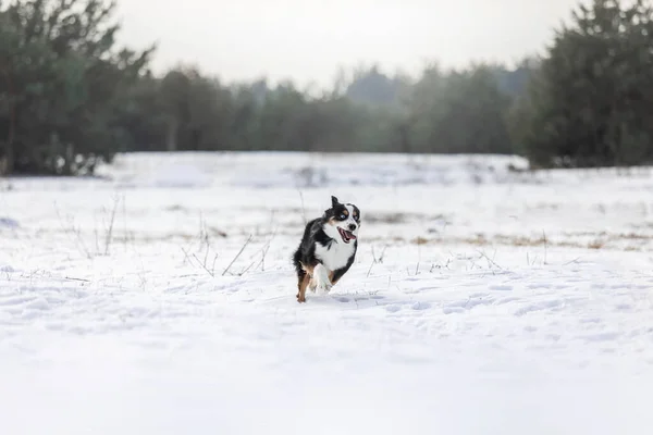 Miniatura Owczarek Amerykański Śniegu Pies Zimowym Krajobrazie Mini Pies Aussie — Zdjęcie stockowe