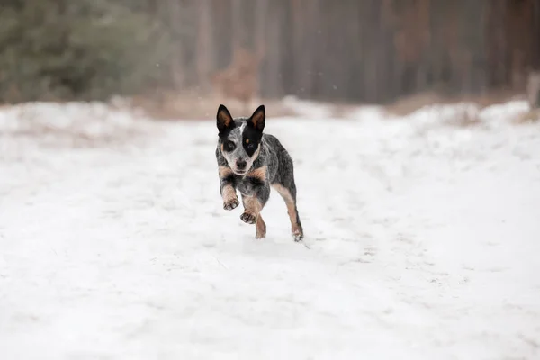 Cachorrinho Cão Gado Australiano Livre Filhote Cachorro Inverno Queda Neve — Fotografia de Stock