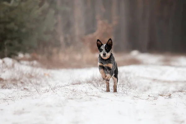 Australian Cattle Dog Puppy Outdoor Puppy Winter Snowfall — Stock Photo, Image
