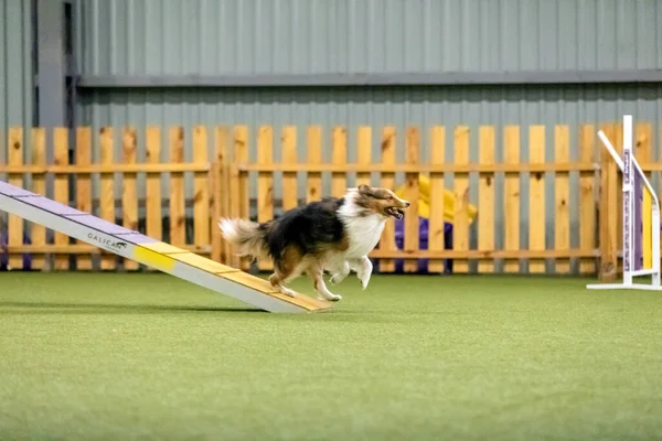 Perro Enérgico Durante Una Competencia Agilidad Mostrando Agilidad Velocidad Determinación — Foto de Stock