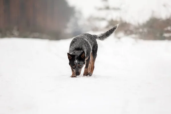 Australian cattle dog puppy outdoor. Puppy in winter. Snowfall