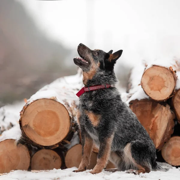 Australian cattle dog puppy outdoor. Puppy in winter. Snowfall