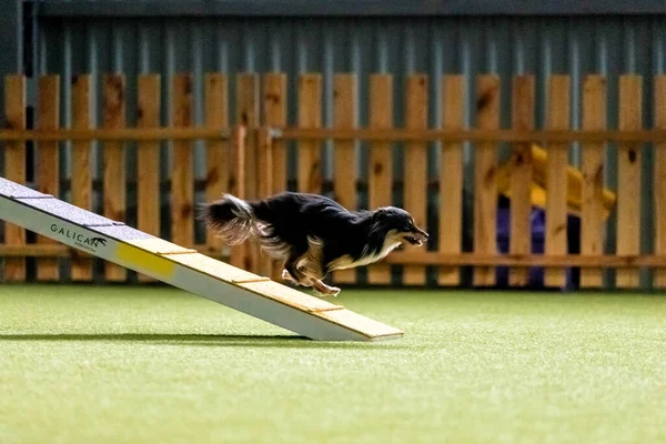 敏捷性競争中の精力的な犬は 敏捷性 および決意を紹介します 犬スポーツ — ストック写真