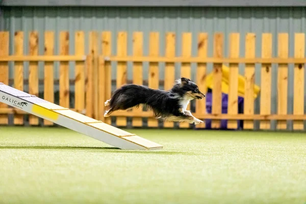 Енергійний Собака Під Час Змагань Маневреності Демонструє Спритність Швидкість Рішучість — стокове фото