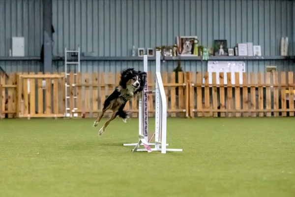 Perro Enérgico Durante Una Competencia Agilidad Mostrando Agilidad Velocidad Determinación —  Fotos de Stock