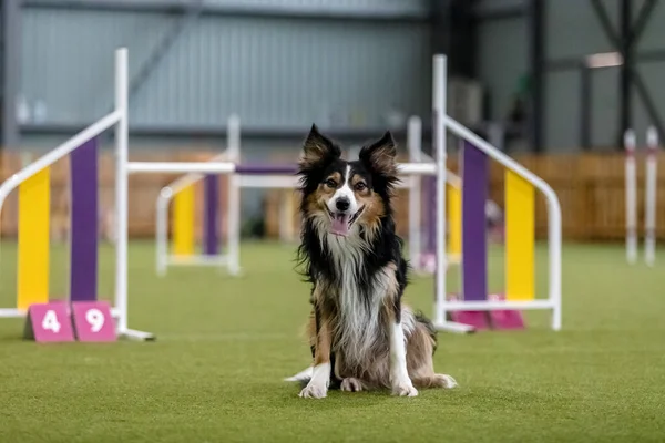 敏捷性競争中の精力的な犬は 敏捷性 および決意を紹介します 犬スポーツ — ストック写真